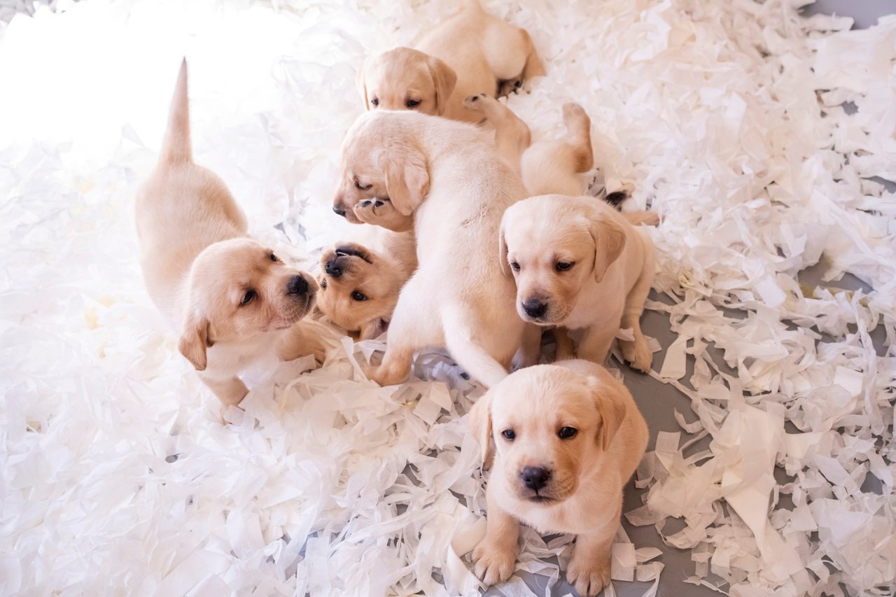 Royal Canin, Rehber Köpekler Derneği'nin yeni adaylarını destekleyecek