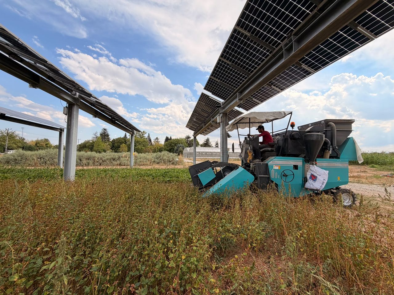 Solar3GW, Güneş Panelleri Altında Tarım Yapan "TarımGES" Projesinin İlk Hasat Sonuçlarını Açıkladı