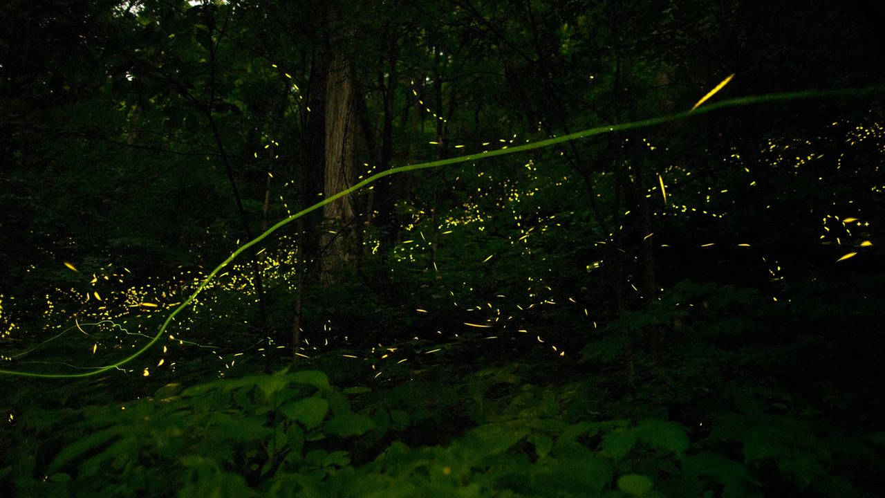 National Geographic WILD'de "Doğanın Işıltısı" belgeseli yayınlanıyor
