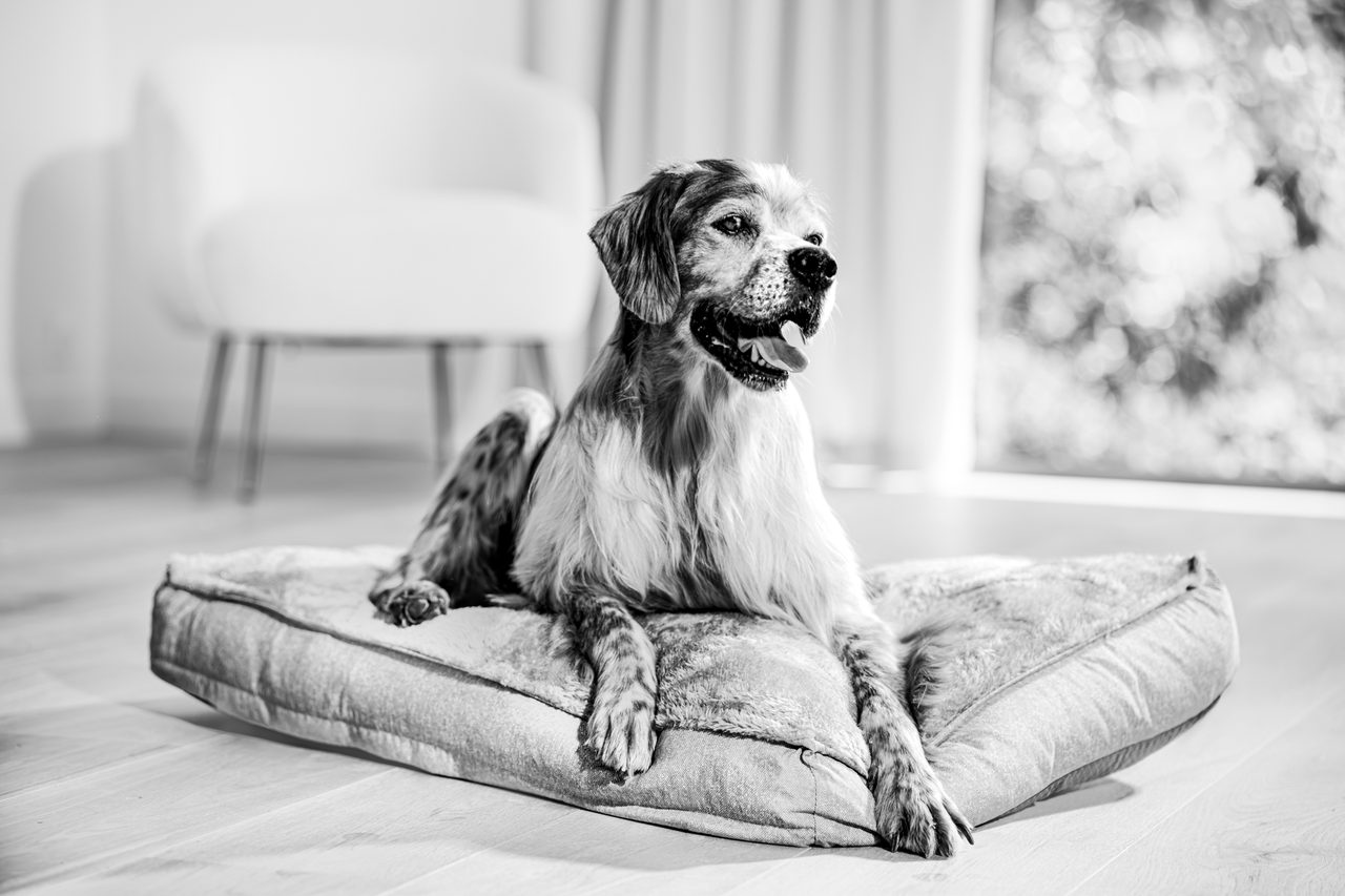 Pandemi döneminde sahiplenilen kedi ve köpekler yaşlılık dönemine giriyor